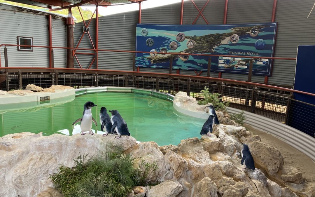 Ingenia Gardens Carey Park residents visit Penguin Island